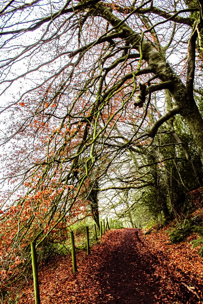 Dinefwr Park