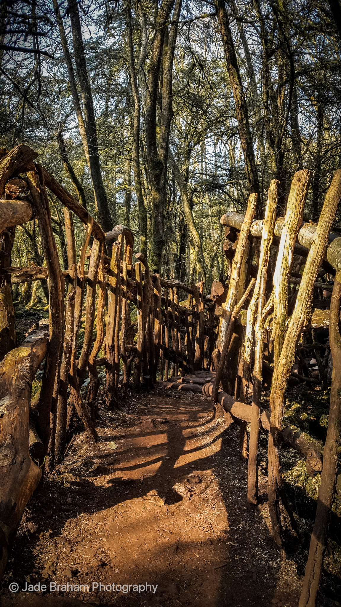 Puzzlewood Forest
