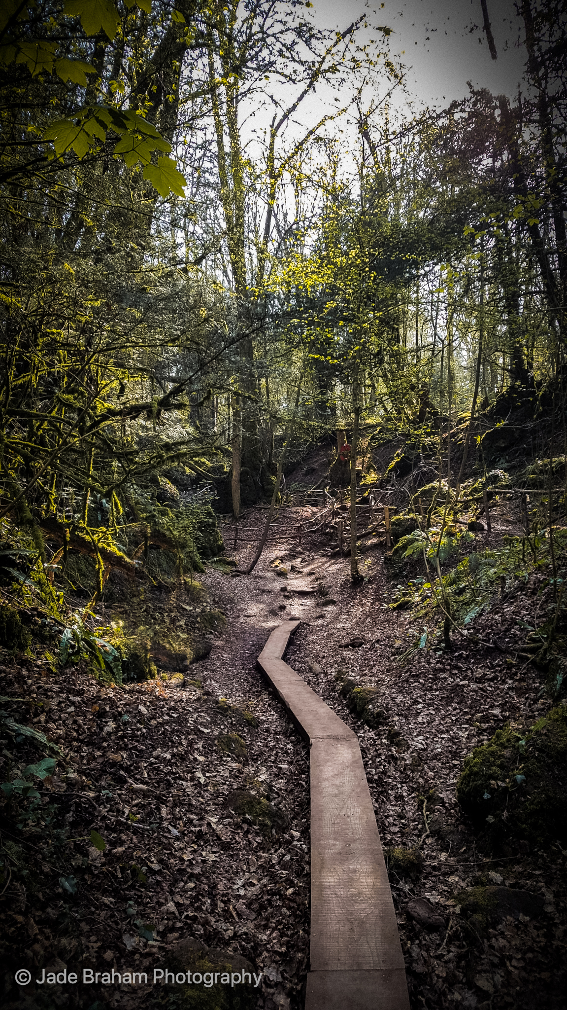 Puzzlewood Forest