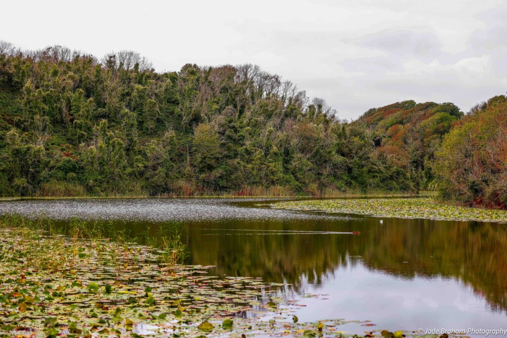 Bosherston Lily Ponds