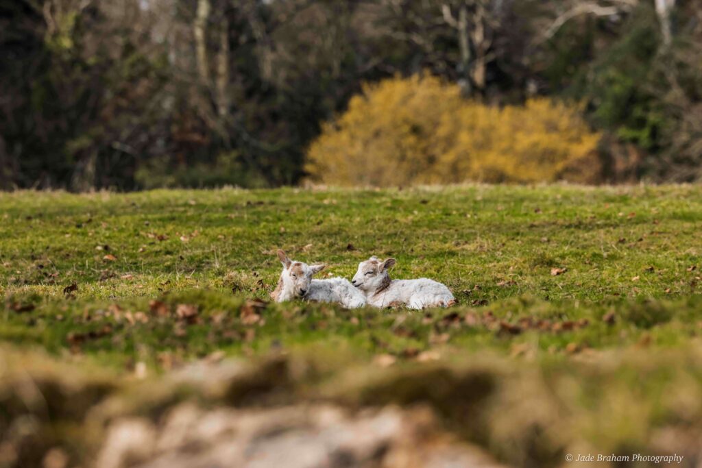 Two lambs sleeping in a field in Merthyr Mawr.