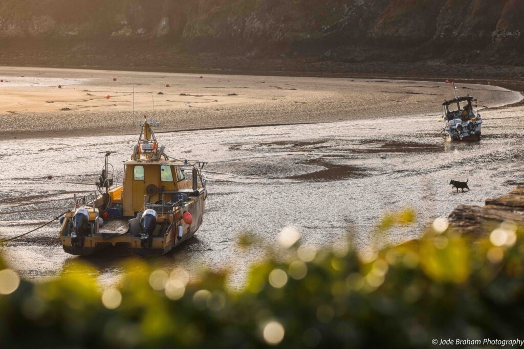 Solva harbour is full of boats and dogs. 