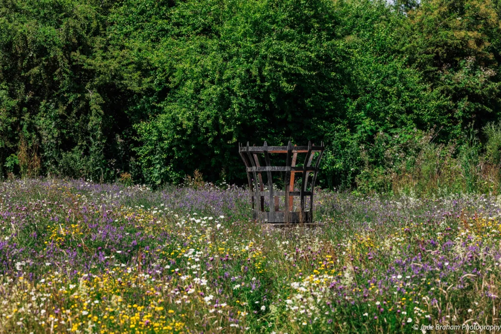 The meadows at Cosmeston Lakes Country Park is full of yellow, white, green and purple colours. 