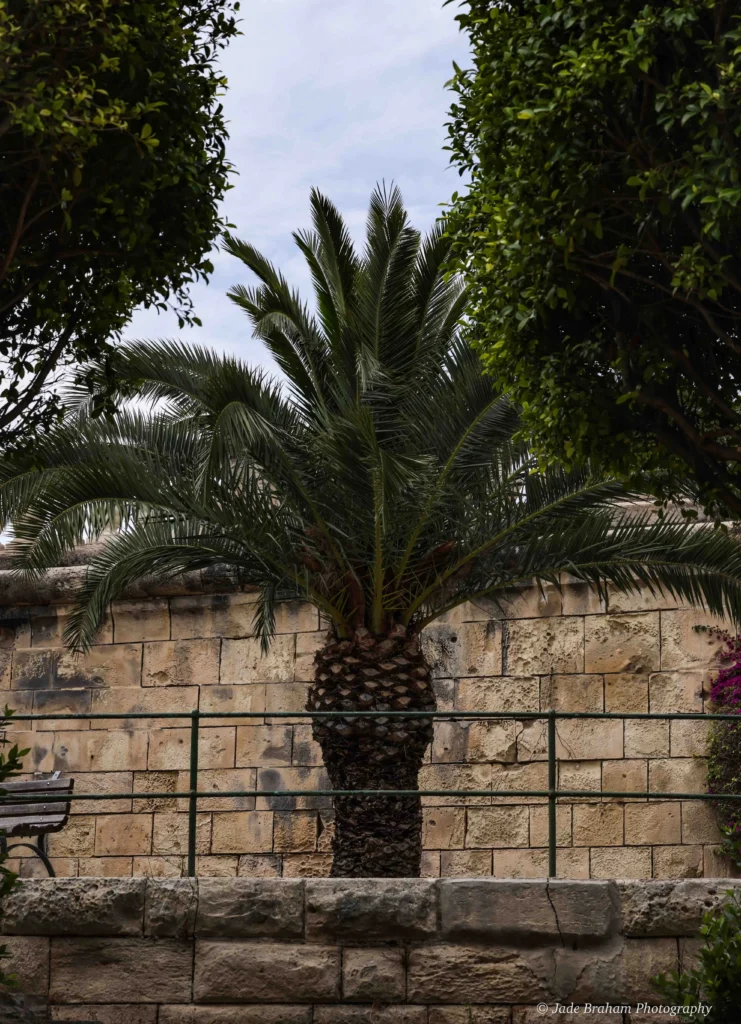 One of the best things to do in Valletta is to visit the picturesque Herbert Ganado Garden.