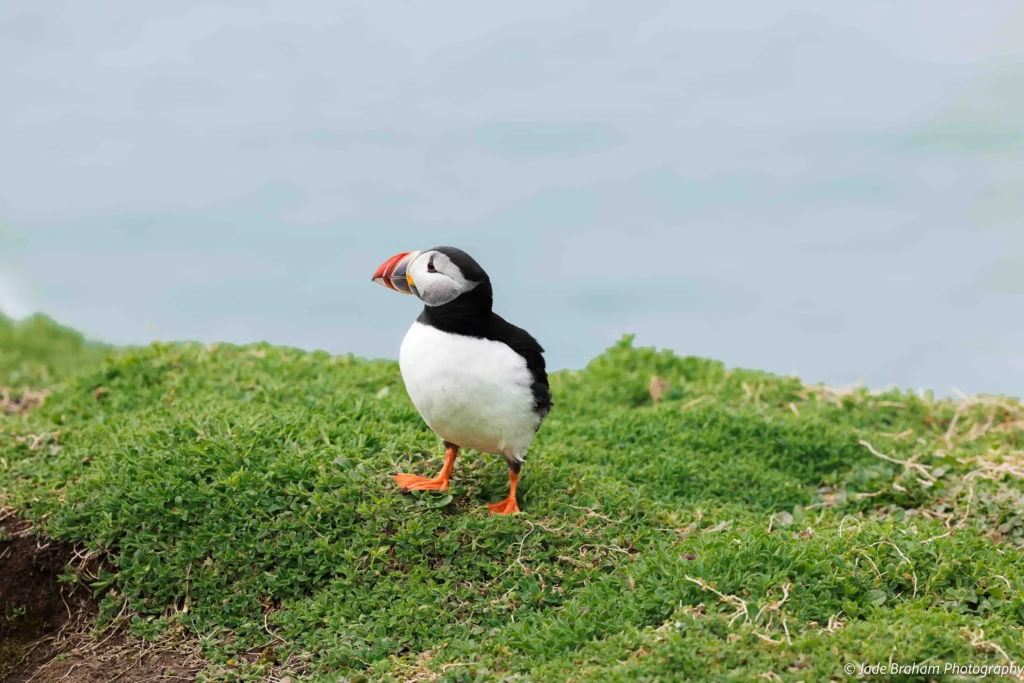 A puffin is walking across the grass on Skomer Island