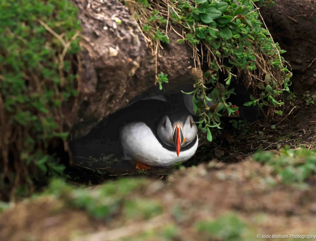 A puffin is hiding in its burrow from visitors. 