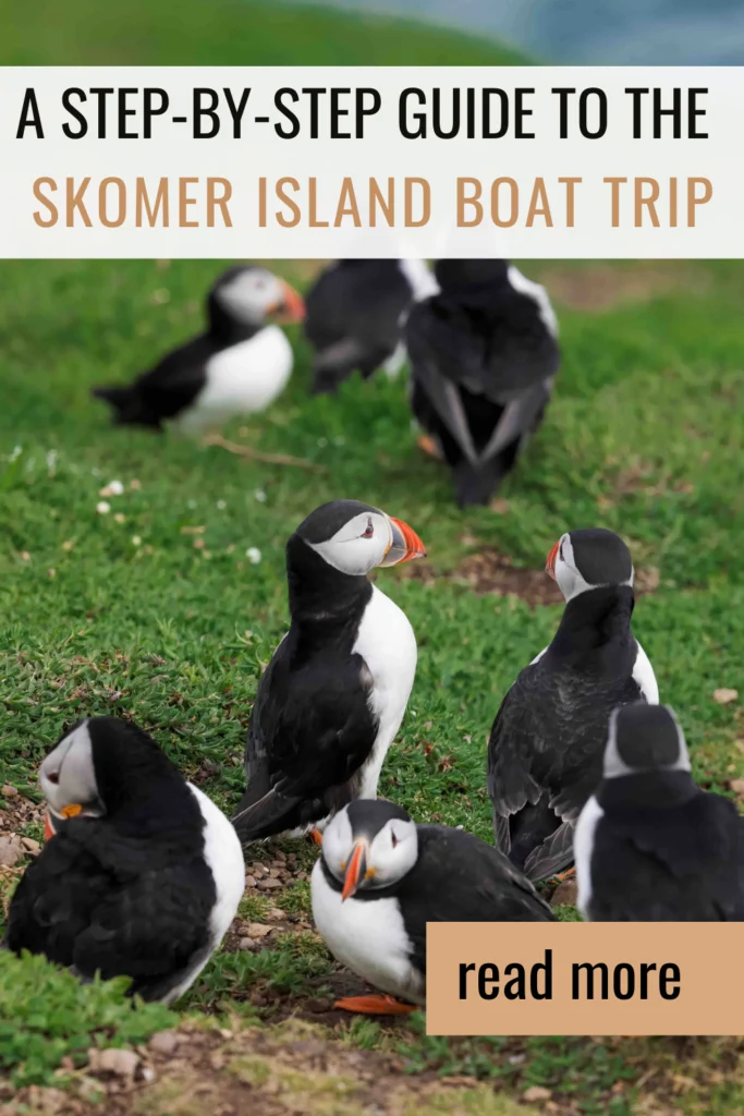 Skomer Island Boat Trip Pinterest Pin