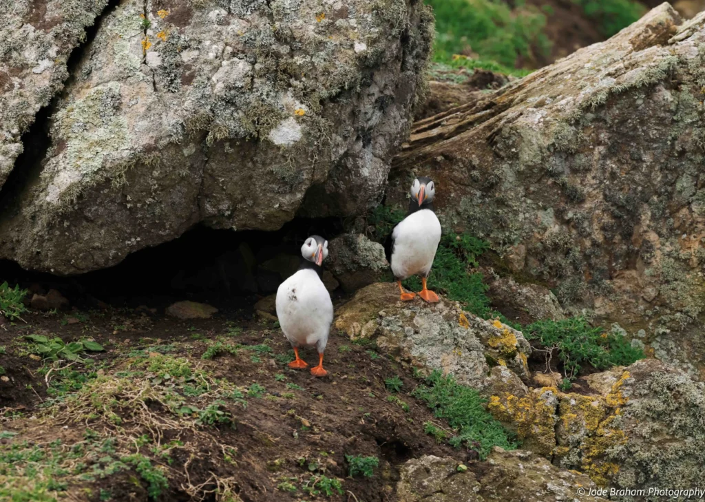 Two puffins are standing on rocks near Pigstone Bay, Skomer Island