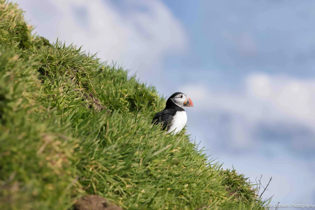 A single puffin on the Island of Skomer