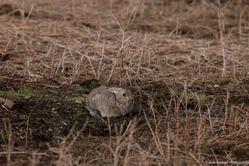 A rabbit is sleeping on Skomer Island