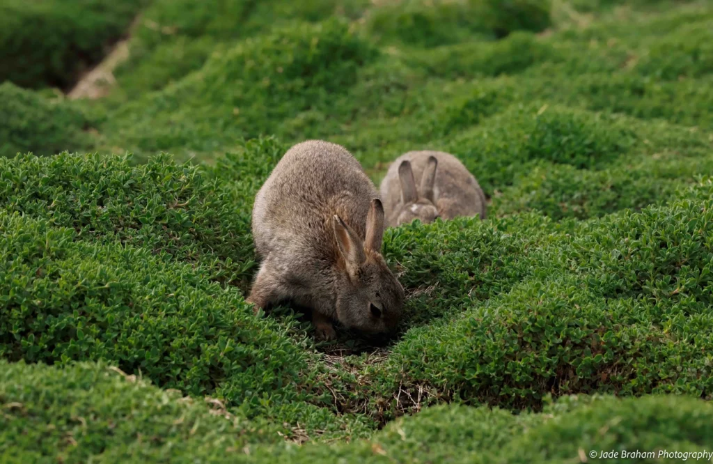 Bunnies are walking along the grass on Skomer Island