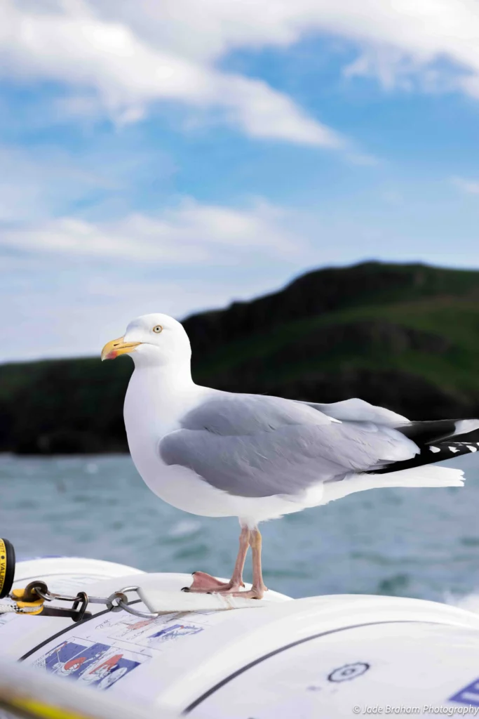 A seagull has landed on the vessel taking you on the Skomer Island Boat Trip