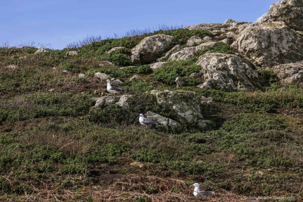 Seagulls are resting on the rocks on Skomer Island