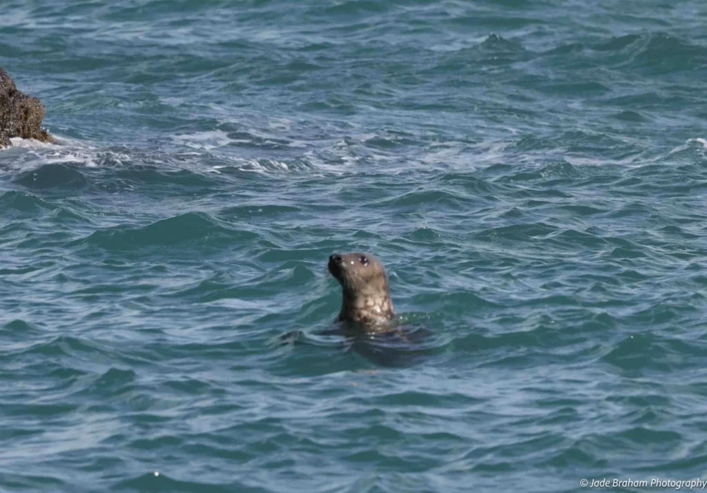 A seal is swimming in the bay of Martin's Haven.