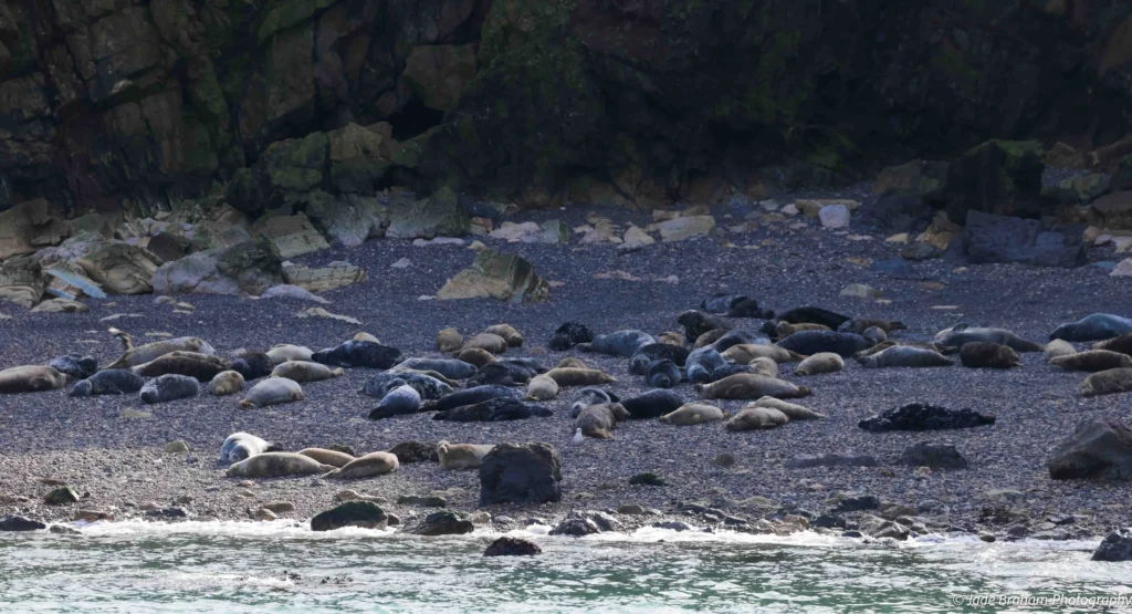 Seals sunbathing on a beach at Skomer Island