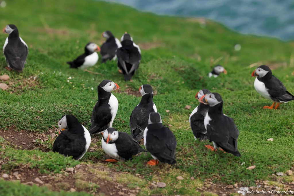 A group of twenty puffins are enjoying themselves on Skomer Island