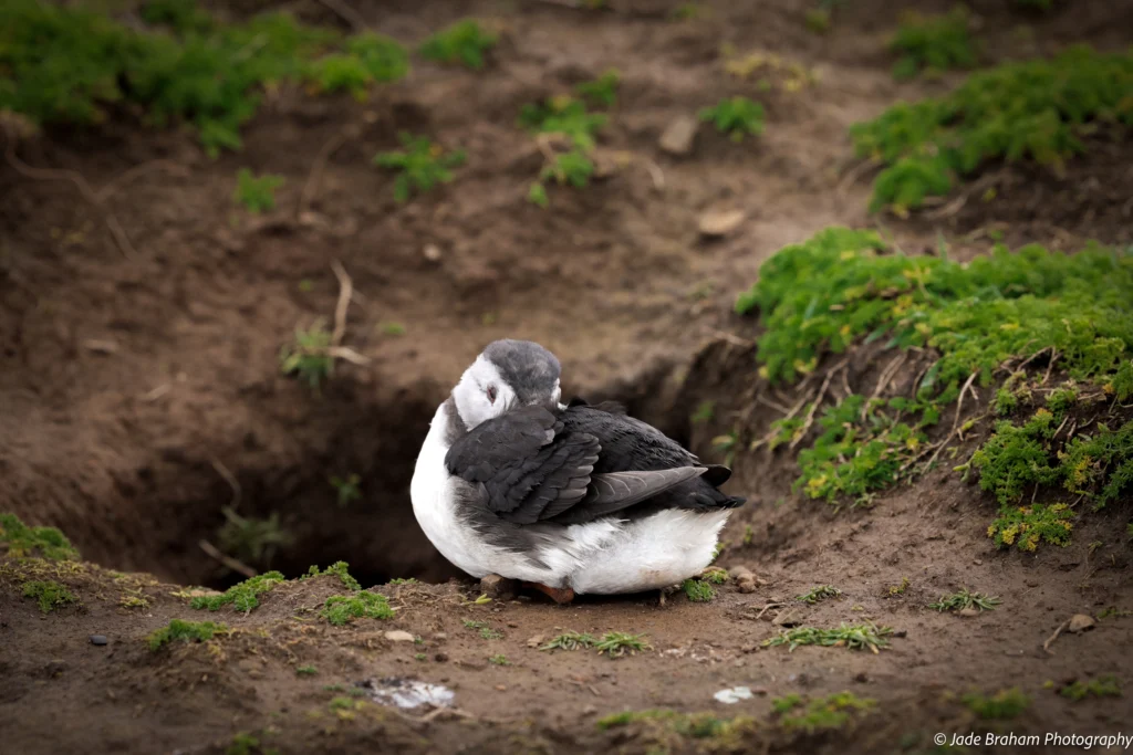 A puffin is sleeping in The Wick, Skomer Island
