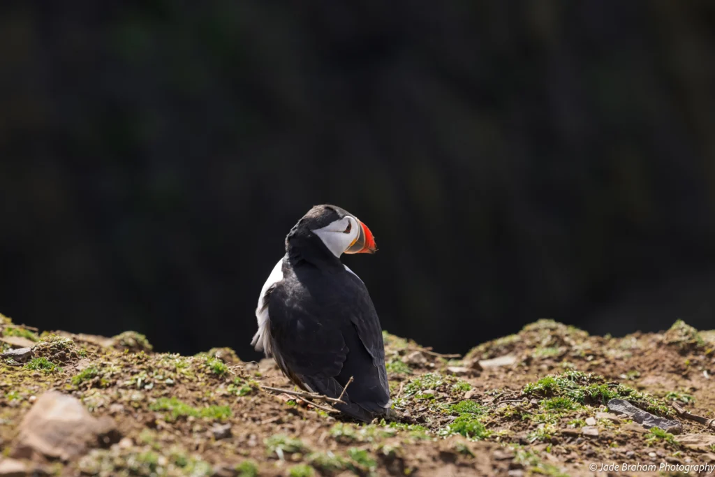 A puffins is sitting looking out to the sea
