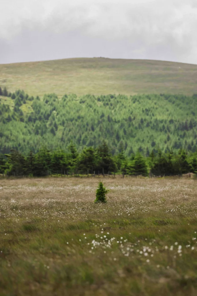 The Golden Road walk follows Pantmeanog Forest