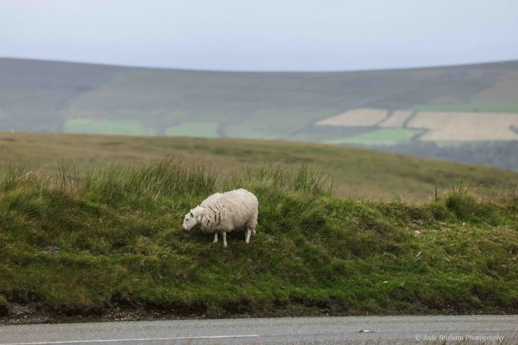 There are sheep grazing at the start of the Golden Road Walk.