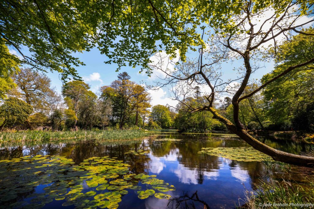 Llanerchaeron Villa has a lily pond surrounded by lush trees. 