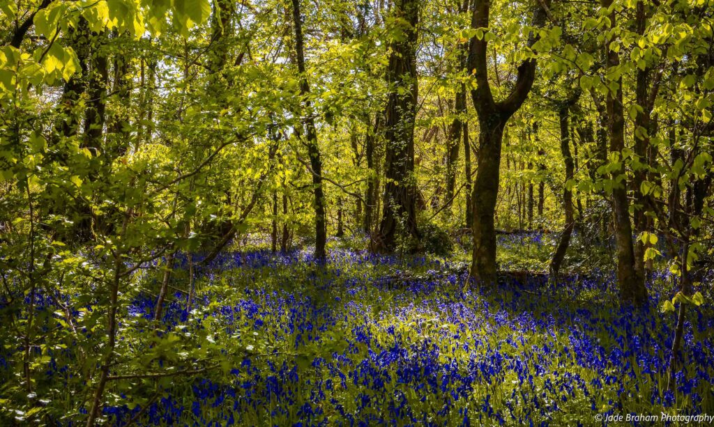 A forest full of bluebells and lush trees. 